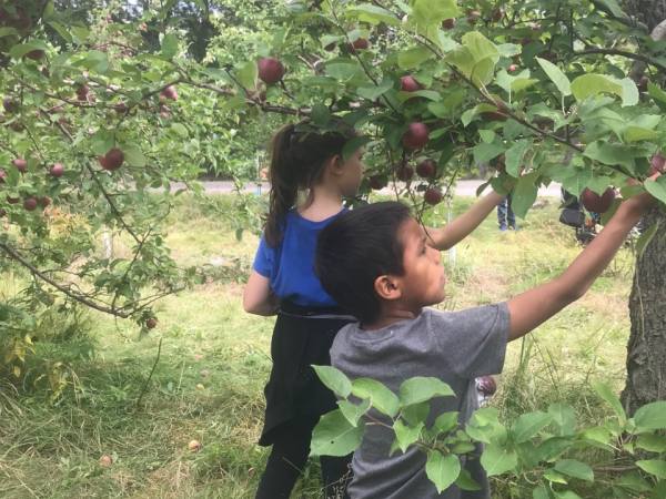 Apple picking 2020