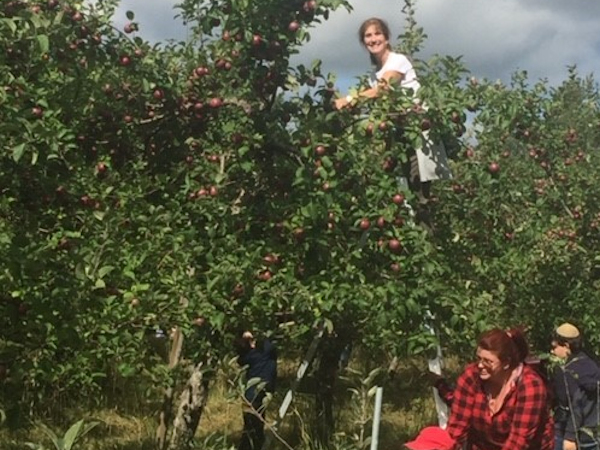 Apple picking 2020
